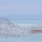 Day 125: Llanon to Aberystwyth – Murmuration & Kites