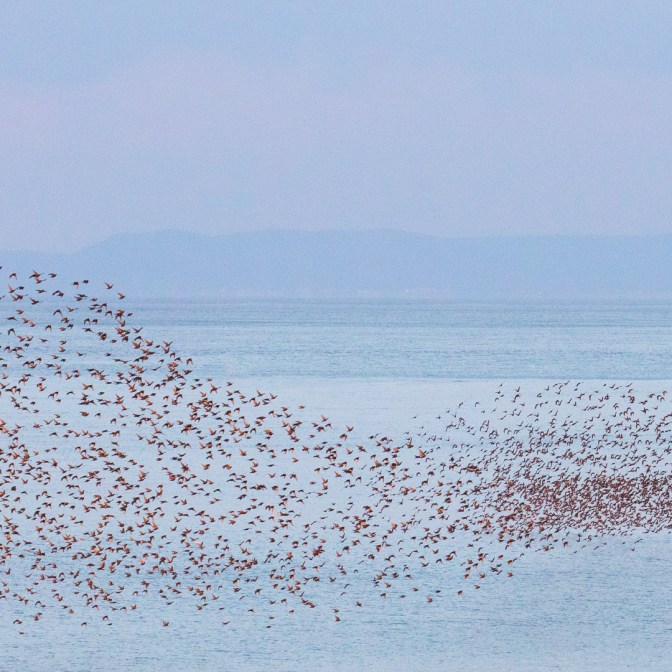 Murmuration, Aberystwyth, Ceredigion.
