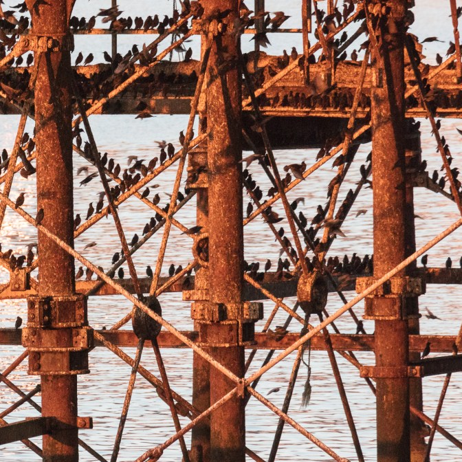 Murmuration roost at sunset, Aberystwyth pier, Ceredigion