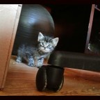 Cats At The Bar: A Room With a View