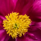 Flower of the Day – June 5, 2017 – Peony