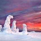 Frozen Trees in the Ural Mountains.