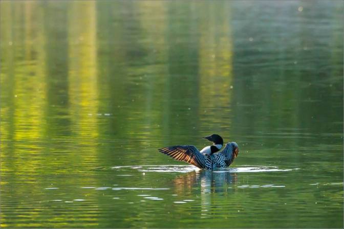 2016-favourite-wildlife-christopher-martin-4498