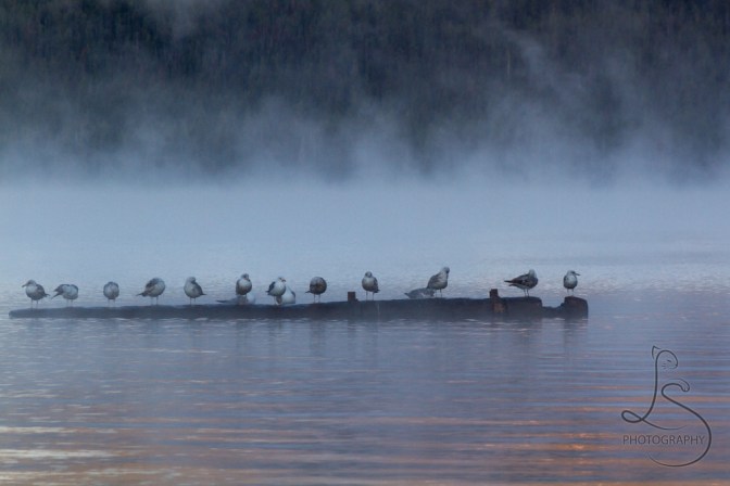 © LotsaSmiles Photography 2016