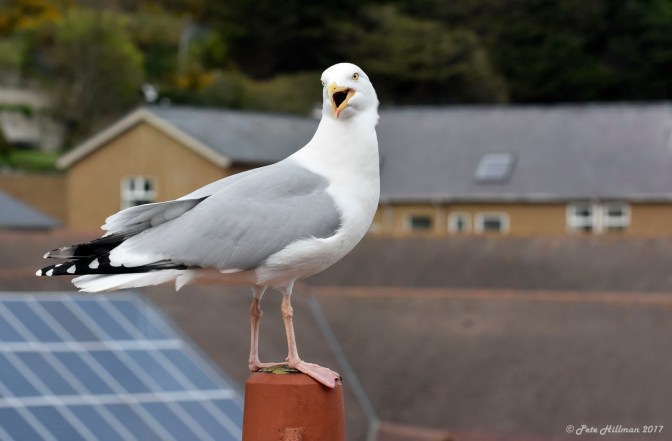 Herring Gull Larus argentatus
