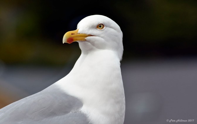 Herring Gull Larus argentatus