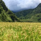 Into the Mountains of Luzon