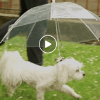 This is actually an umbrella for your dog