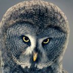 Animal Portraits by Tim Flach.