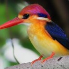 Oriental Dwarf Kingfisher, South-East Asia.