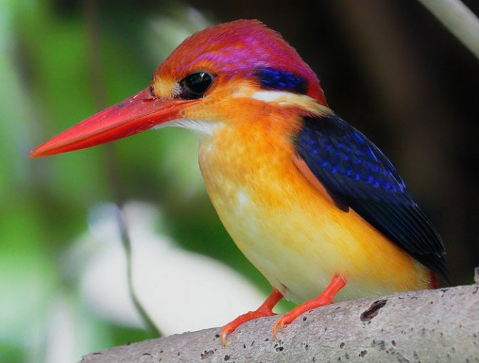 oriental-dwarf-kingfisher