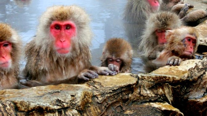 snow-monkeys-jigokudani-2[2]