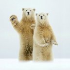 White Bears at the Kaktovic Islands in Alaska.