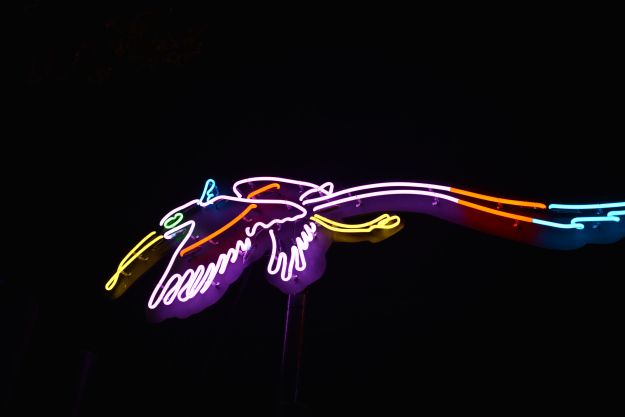 photo of a neon toucan 