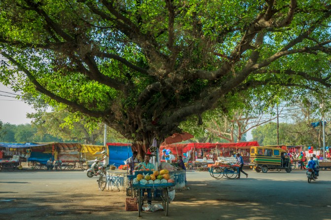 Papaya vendor and makeshift shop in backdrop