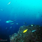 Galápagos: Wolf Island – Scuba Diving in the World’s Highest Abundance of Sharks Sanctuary*