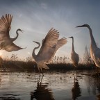 National Geographic  reveals the winners for 2016 “Nature Photographer” contest.