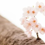 Sakura season 2018 officially declared in Tokyo as first cherry blossoms begin to bloom