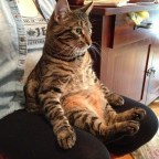 Funny Pictures of Cats Sitting Like Humans
