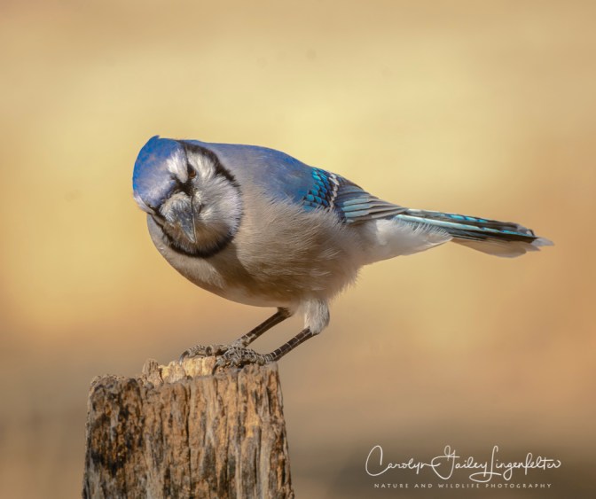 2018_03_26__Chagrin River Park_0001