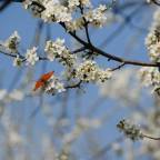 Spring in Paris