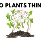 Do Plants Think?