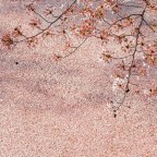 Scenes of Springtime and Sakura from <em>Celia in Tokyo</em>