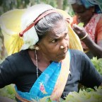 8 days in Sri Lanka. A whirlwind tour of ruins, landscapes, a safari, beaches and WHALES!