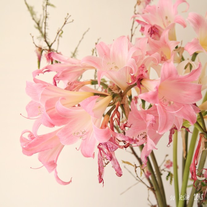 Detail from bouquet of pink resurrection lilies. Image: Su Leslie, 2018