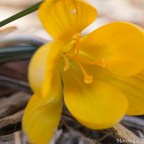 Chilly Bright (10 IMAGES) + Video