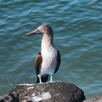 Wildlife Wednesday: Blue-footed Booby