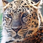Minnesota Zoo in Pictures