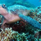 Five Facts about the Sea Turtle