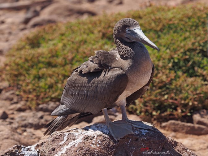 Blue-footed booby (the young one)