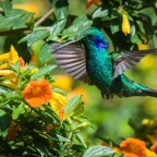 Coffee with Hummingbirds