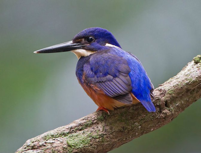 800px-Alcedo_azurea_2_-_Julatten