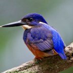 The dazzling Azure Kingfisher.