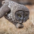 Great Grey Owl on the Prowl.