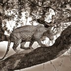 Spotted Leopard in Black & White.