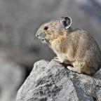 Remember how climate change was going to wipe out all the mountain Pikas? Never mind.