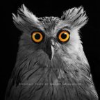 Adorable Owls by Sasi, Thailand.