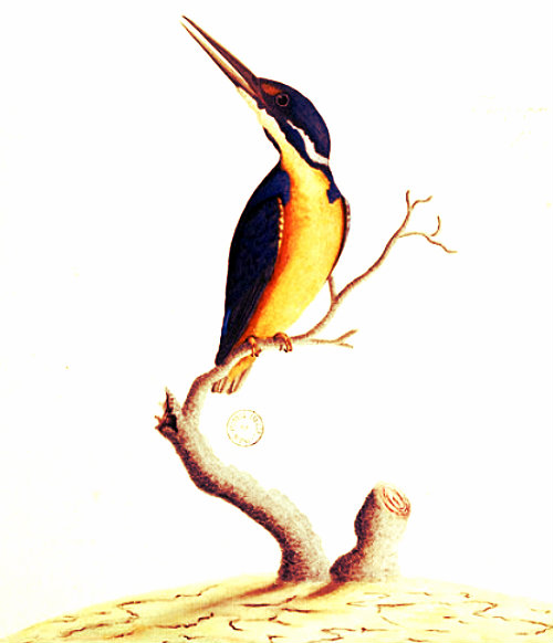SLNSW_823125_f74_Azure_Kingfisher_Alcedo_azurea