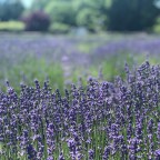 Lavender By the Bay