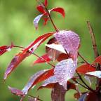 Good Morning,New Day,New Life,New Hopes