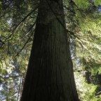 Cathedral Grove, 800 Year-Old Trees on Vancouver Island
