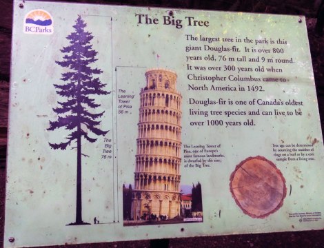 info sign in Cathedral Grove about the big tree