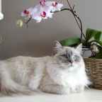 Decorating Your Home With Flowers
