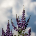 Weekend Wandering: New Lens