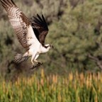 Ospreys – End of the Dive
