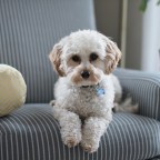Taking Care Of A Dog When Practicing Social-Distancing